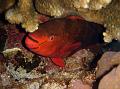 SIMILAN nov  2008 .PHOTO PHILIPPE (63)